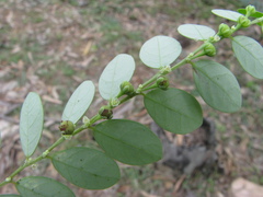 Phyllanthus rheedei