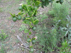 Catunaregam taylorii