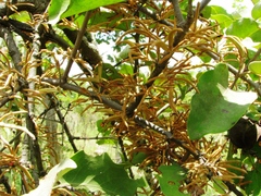 Scurrula parasitica