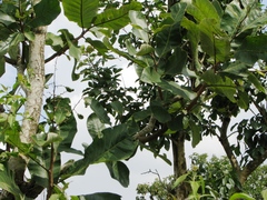 Semecarpus anacardium