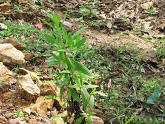 Trichodesma zeylanicum