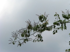 Ventilago maderaspatana