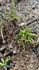 Eremochloa ophiuroides