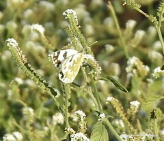 Pontia daplidice daplidice