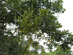 Viscum articulatum