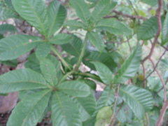 Vitex altissima