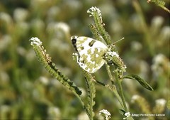 Pontia daplidice daplidice