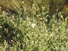 Pontia daplidice daplidice