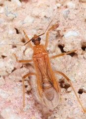 Oncerotrachelus pallidus