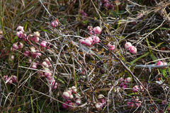 Gaultheria macrostigma