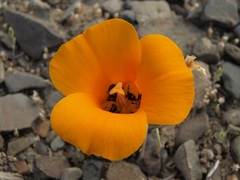 Calochortus kennedyi kennedyi