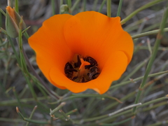 Calochortus kennedyi kennedyi