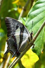 Polyura schreiber tisamenus