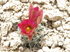Sclerocactus nyensis