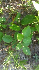 Desmodium nuttallii