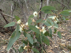 Eucalyptus cosmophylla
