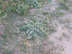 Onopordum illyricum illyricum