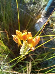 Ixia dubia
