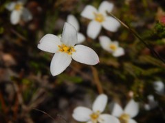 Lachnaea uniflora