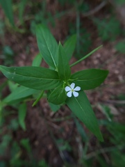 Catharanthus pusillus, photograph Swarochi Tathagath, CC BY, iNaturalist via GBIF