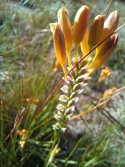 Ixia dubia