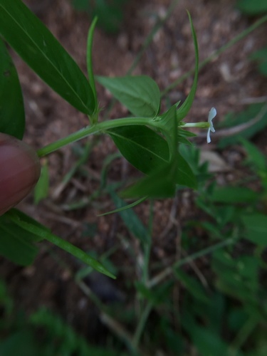 Catharanthus pusillus, photograph 2