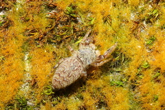 Rhene yunnanensis