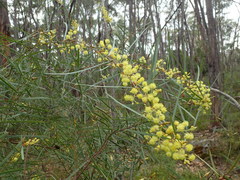 Acacia iteaphylla