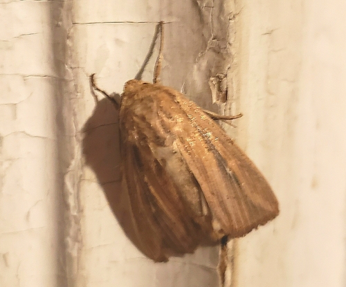 Linda's Wainscot photo 5