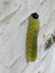 Pristiphora testacea