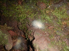 Spinellus