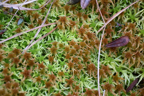 Image of Sphagnum angustifolium by (c) Игорь Васильев, some rights reserved (CC BY)