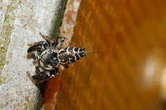 Rhene yunnanensis