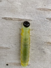 Pristiphora testacea