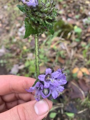 Campanula cervicaria