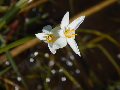 Pauridia aquatica (Pauridia aquatica)