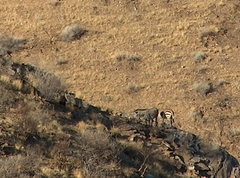 Equus zebra hartmannae