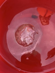 Rhopilema verrilli