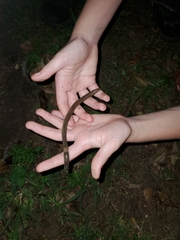 Lumbricus terrestris