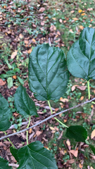 Rhamnus cathartica