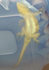 Sceloporus grammicus
