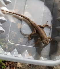 Sceloporus grammicus