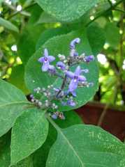 Vitex trifolia