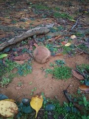 Bertholletia excelsa