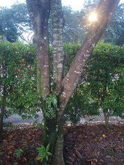 Melicoccus bijugatus