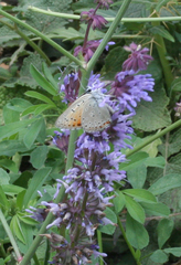 Lycaena alciphron melibaeus
