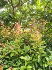 Syzygium myrtifolium