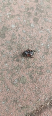 Hister quadrimaculatus
