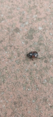 Hister quadrimaculatus