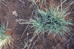 Schmidtia pappophoroides